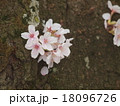 幹から芽吹いた桜 18096726