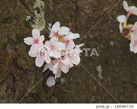 幹から芽吹いた桜 幹から芽吹いた桜 18096726