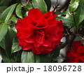 真っ赤に燃える山茶花 18096728