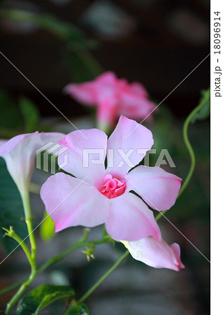 マンデビラピンクパフェ 18096914