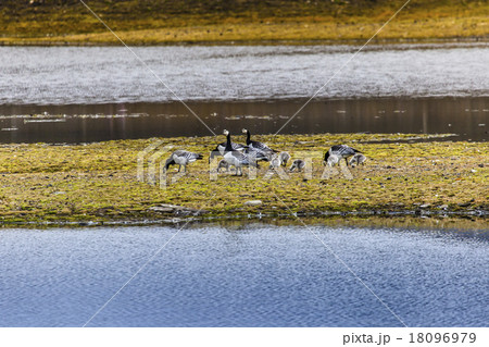 Group off Barnacle goose Group off Barnacle goose 18096979