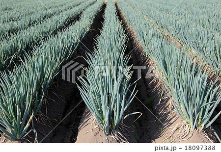 ネギ畑 ネギ畑 18097388