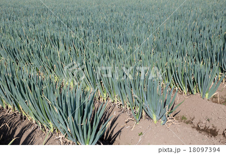 ネギ畑 ネギ畑 18097394