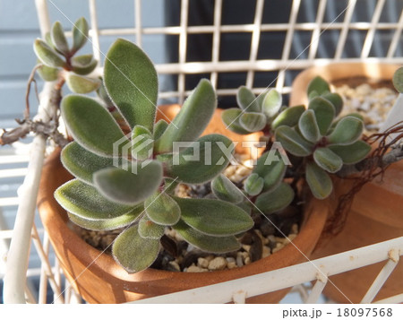 多肉植物「ロゲルシー」 多肉植物「ロゲルシー」 18097568