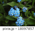 可憐な忘れな草 18097857