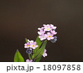 ピンク色の忘れな草 18097858