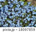 忘れな草の群生 18097859
