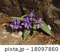 雨上がりのヒメスミレ 18097860
