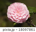 ピンクの可愛い山茶花 18097861