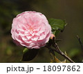 ピンクの八重咲山茶花 18097862
