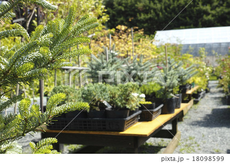園芸店の苗木 18098599