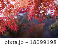 紅葉 18099198