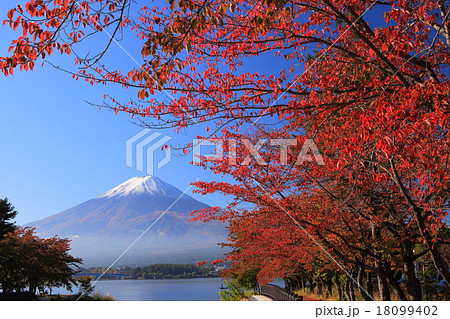 河口湖　桜紅葉と富士山 18099402