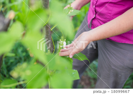 Blossom on pole bean plants in a garden Blossom on pole bean plants in a garden 18099667