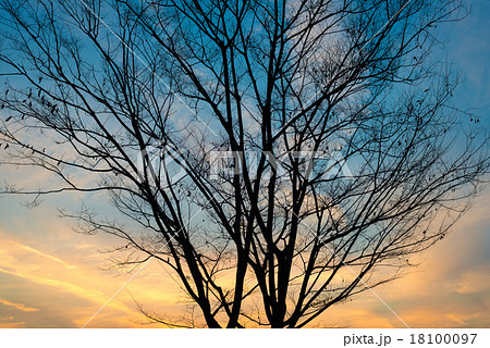 夕方 18100097