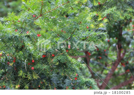 オンコの実　赤い実　植物 18100285