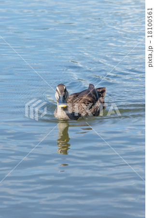 泳ぐ鴨（カモ） 18100561