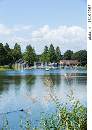 ボートに乗れる池（昭和記念公園） 18100567