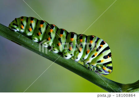 Papilionidae in a green tree 18100864