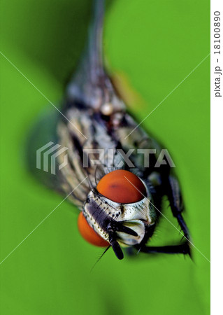 fly diptera calliphoridae fly diptera calliphoridae 18100890