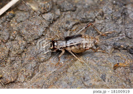 コオロギの一種 コオロギの一種 18100919