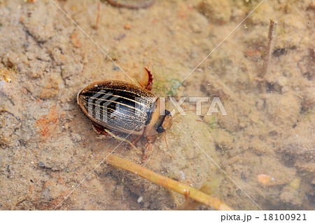 コシマゲンゴロウ 18100921