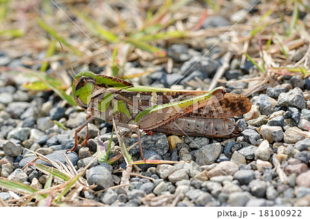 クルマバッタ 18100922