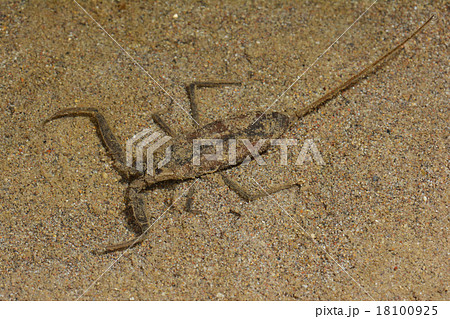 タイコウチ タイコウチ 18100925