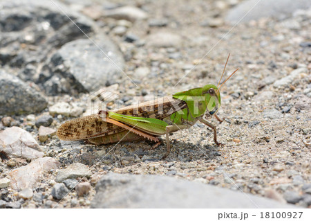 トノサマバッタ 18100927