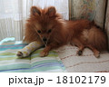 ポメラニアン 18102179