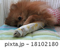 ポメラニアン 18102180