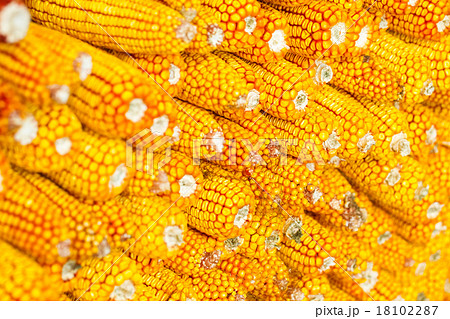 Grains of ripe corn 18102287