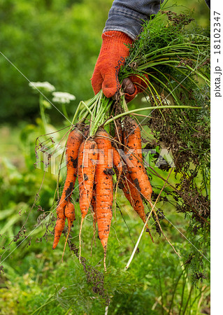 Harvesting carrots.  hand with bunches of carrots 18102347