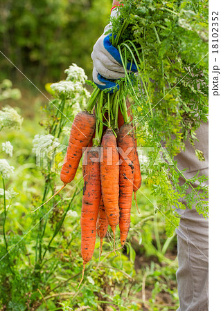 Female hand with bunches of carrots with tops. Female hand with bunches of carrots with tops. 18102352