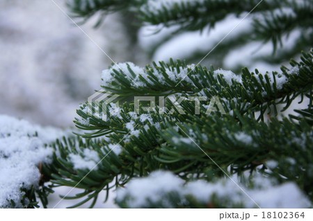 雪化粧の木 18102364