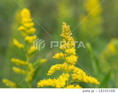 秋の野のセイタカアワダチソウ 秋の野のセイタカアワダチソウ 18103166