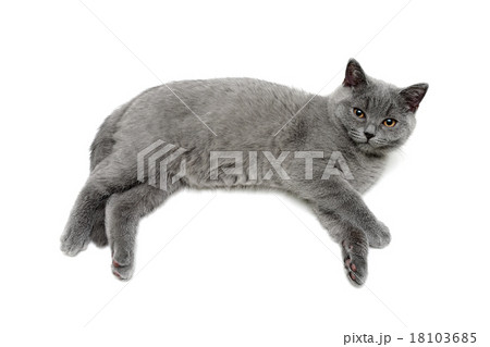 small gray kitten lies on a white background small gray kitten lies on a white background 18103685