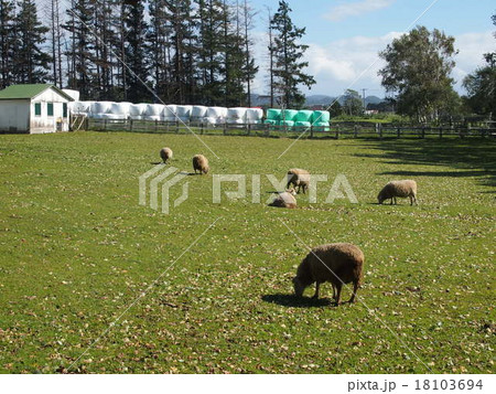 羊の休憩 18103694