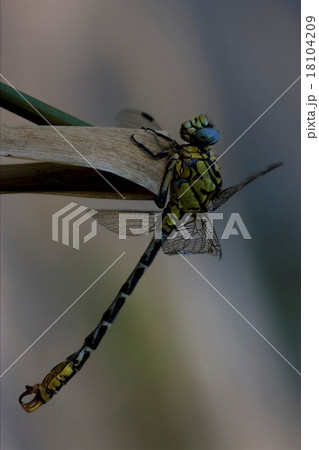 wild black yellow 18104209
