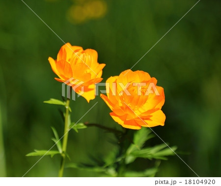 Globe flowers (Trollius) in Siberia Globe flowers (Trollius) in Siberia 18104920