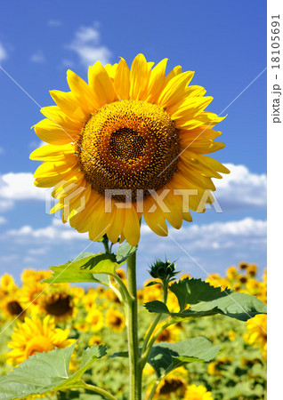 sunflower in the field sunflower in the field 18105691