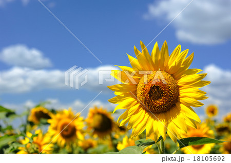 sunflower in the field 18105692