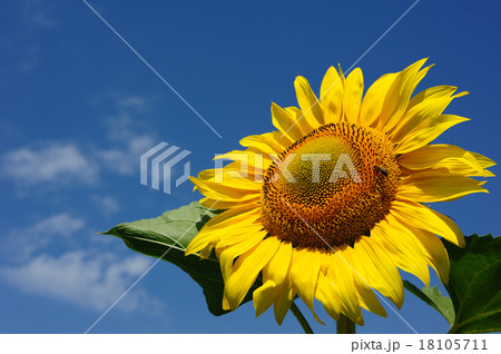 big sunflowers and bees against the sky big sunflowers and bees against the sky 18105711