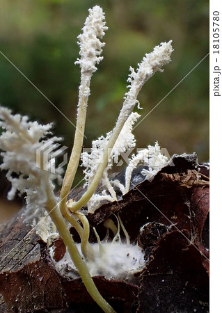 冬虫夏草 18105780