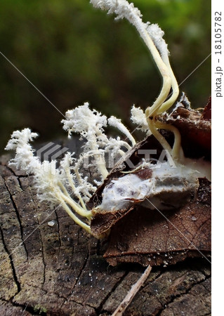 冬虫夏草 18105782