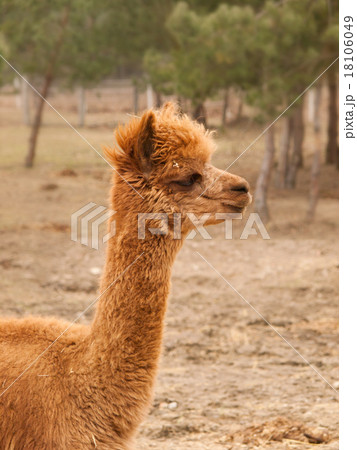 Lama guanicoe  guanaco lama 18106049