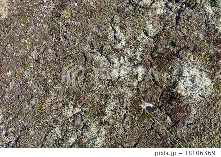 Natural texture of moss growing on stone ground Natural texture of moss growing on stone ground 18106369