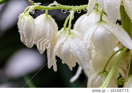 青年の木(ユッカ)の花 青年の木(ユッカ)の花 18106773