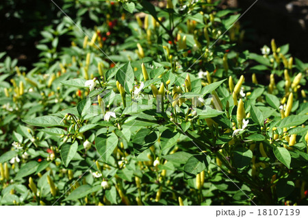 トウガラシ（小槍） 18107139