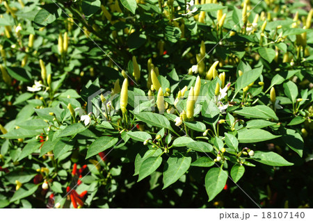 トウガラシ（小槍） 18107140